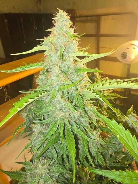 First Autoflower Indoor — auto, day 8