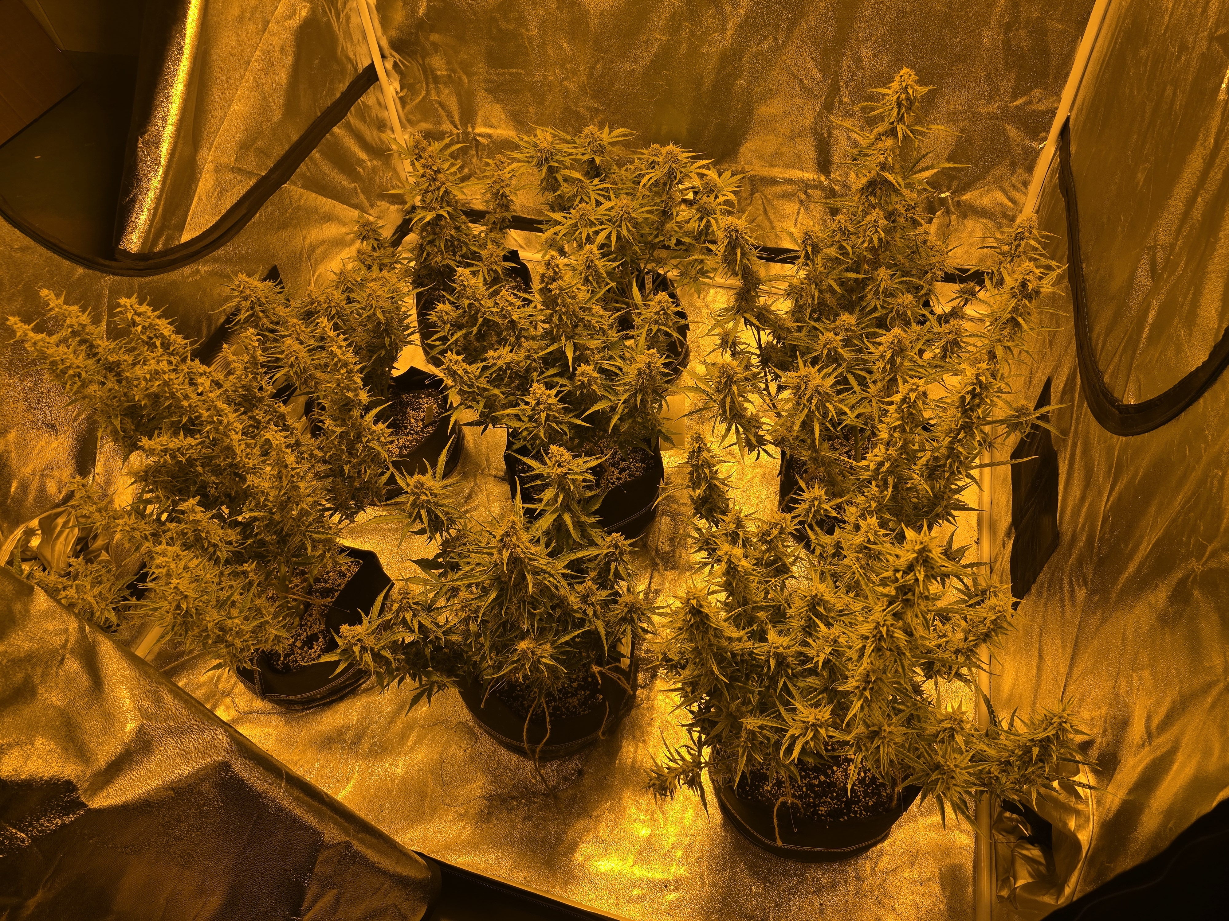 First Autoflower Indoor — auto, day 12