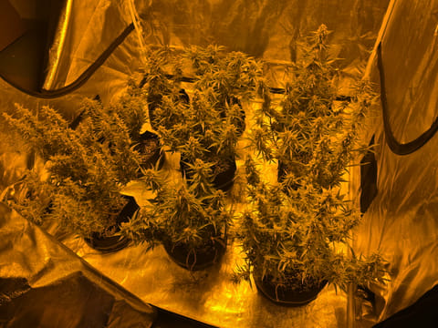 First Autoflower Indoor — auto, day 12