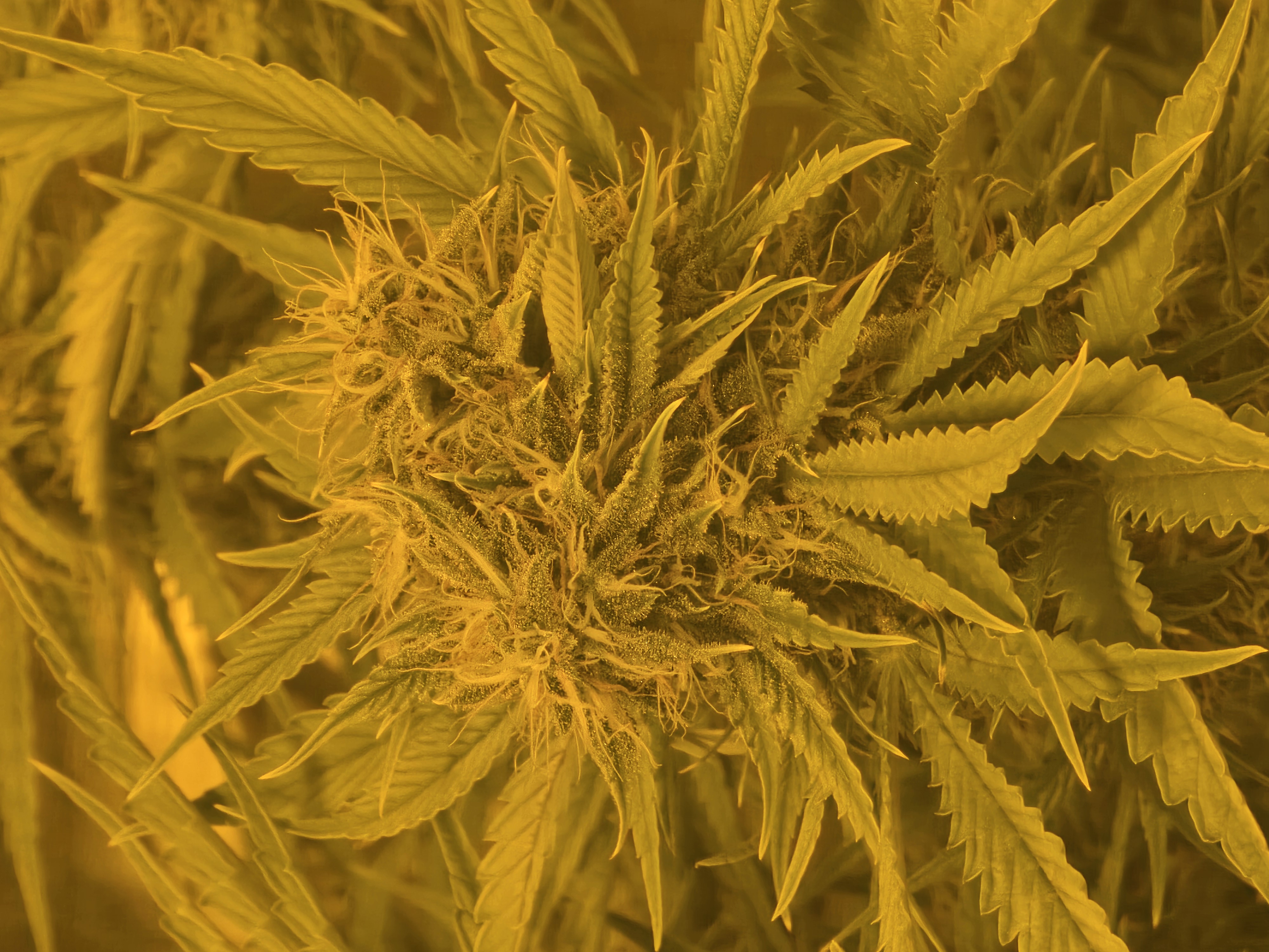 First Autoflower Indoor — auto, day 12