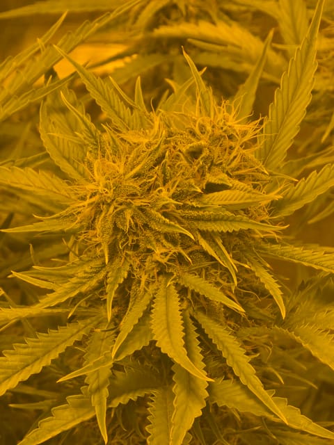 First Autoflower Indoor — auto, day 12