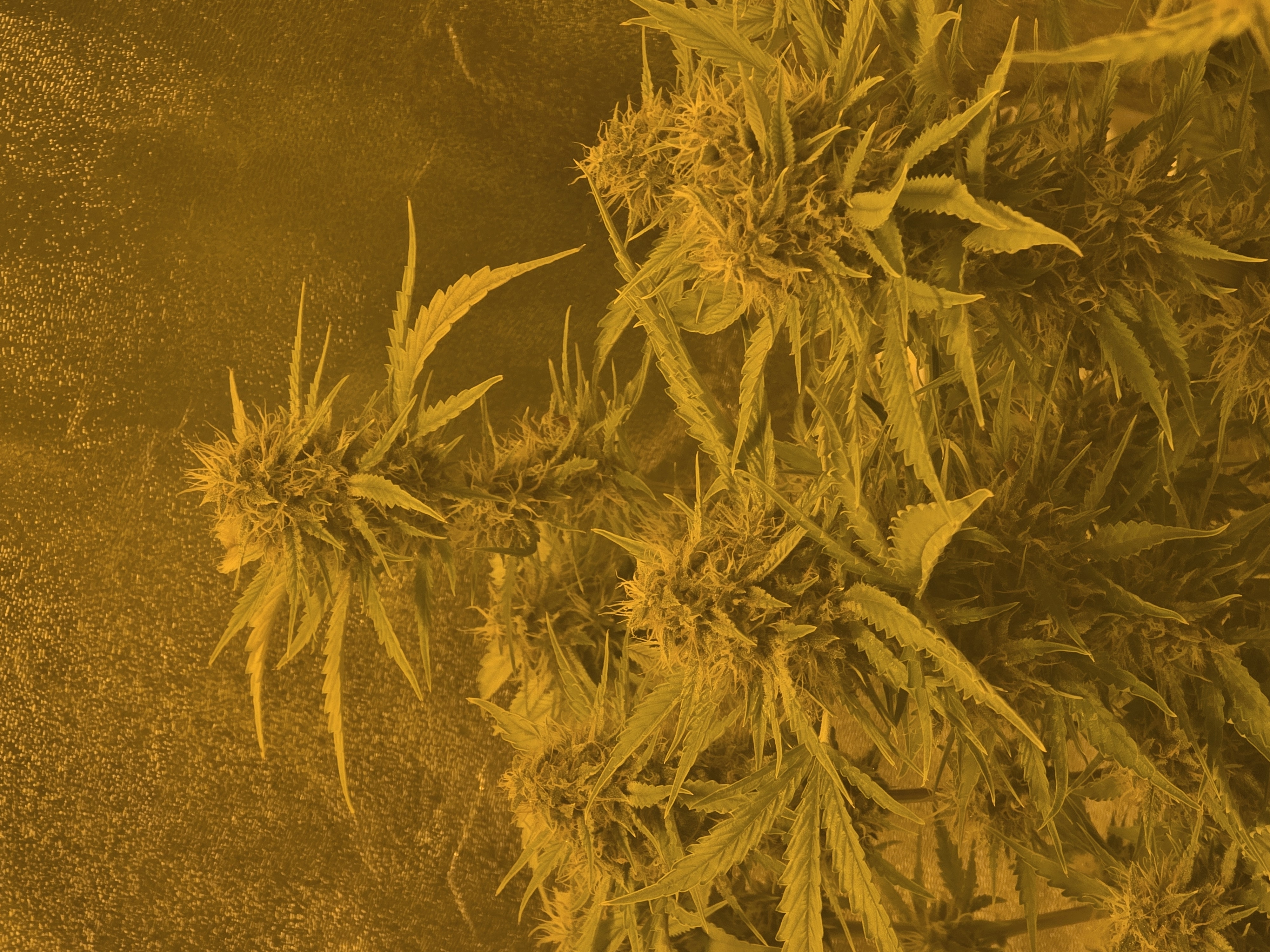 First Autoflower Indoor — auto, day 12