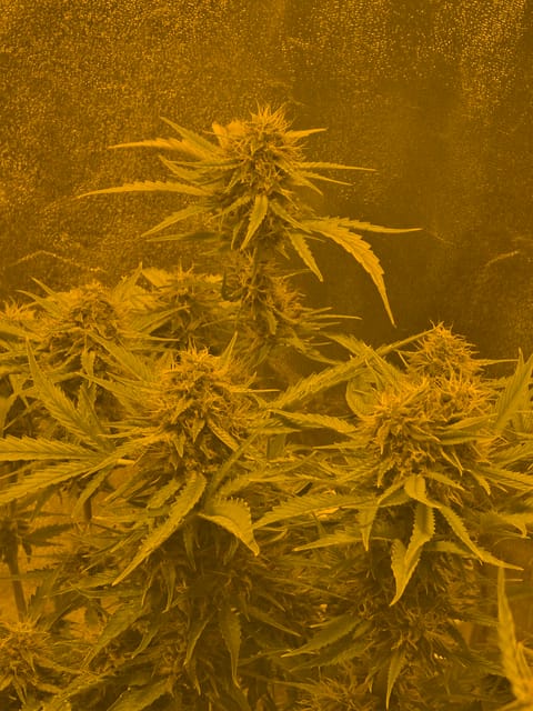 First Autoflower Indoor — auto, day 12