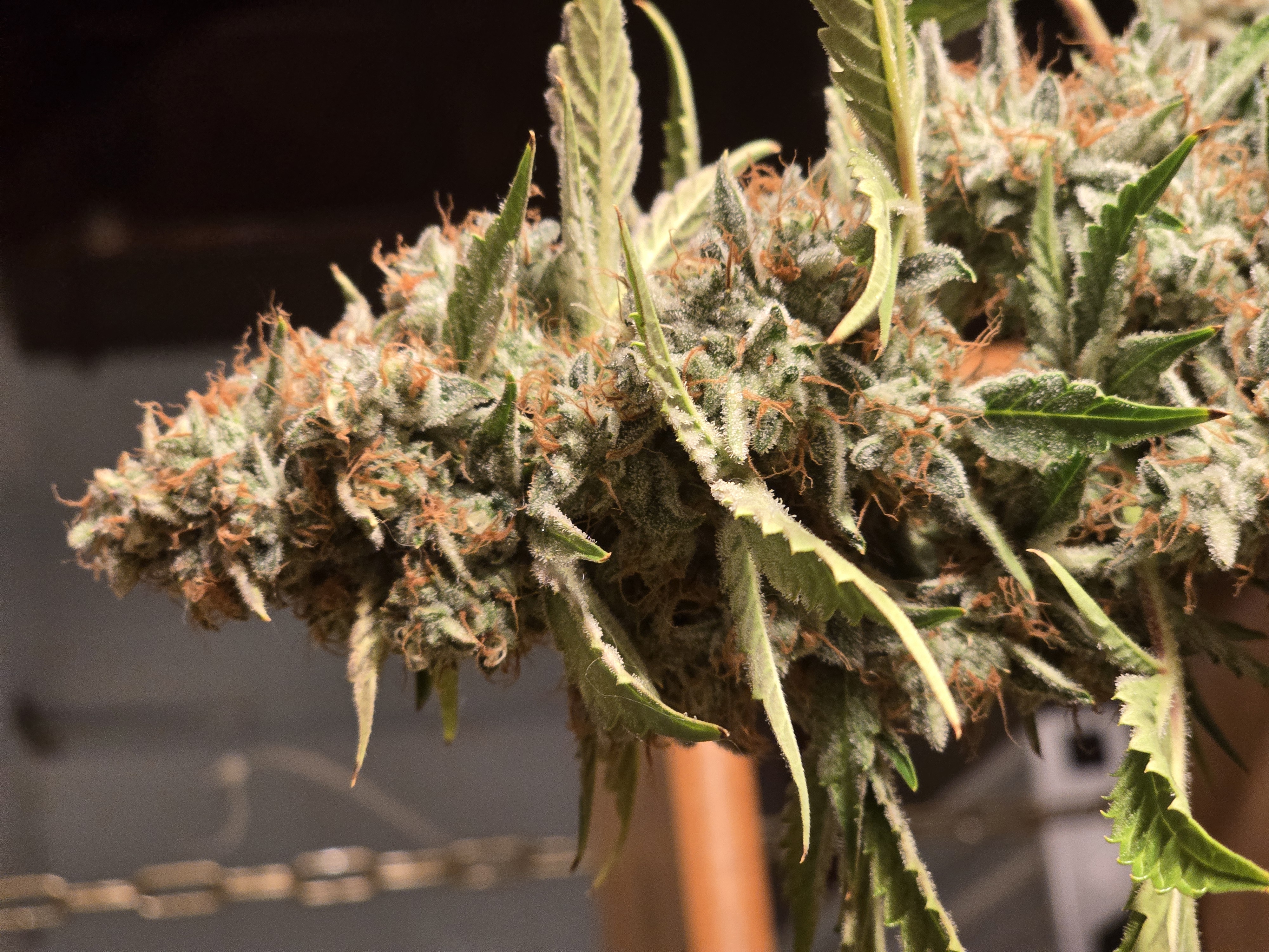 First Autoflower Indoor — auto, day 13