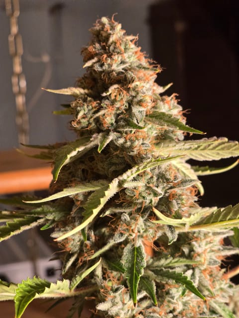 First Autoflower Indoor — auto, day 13