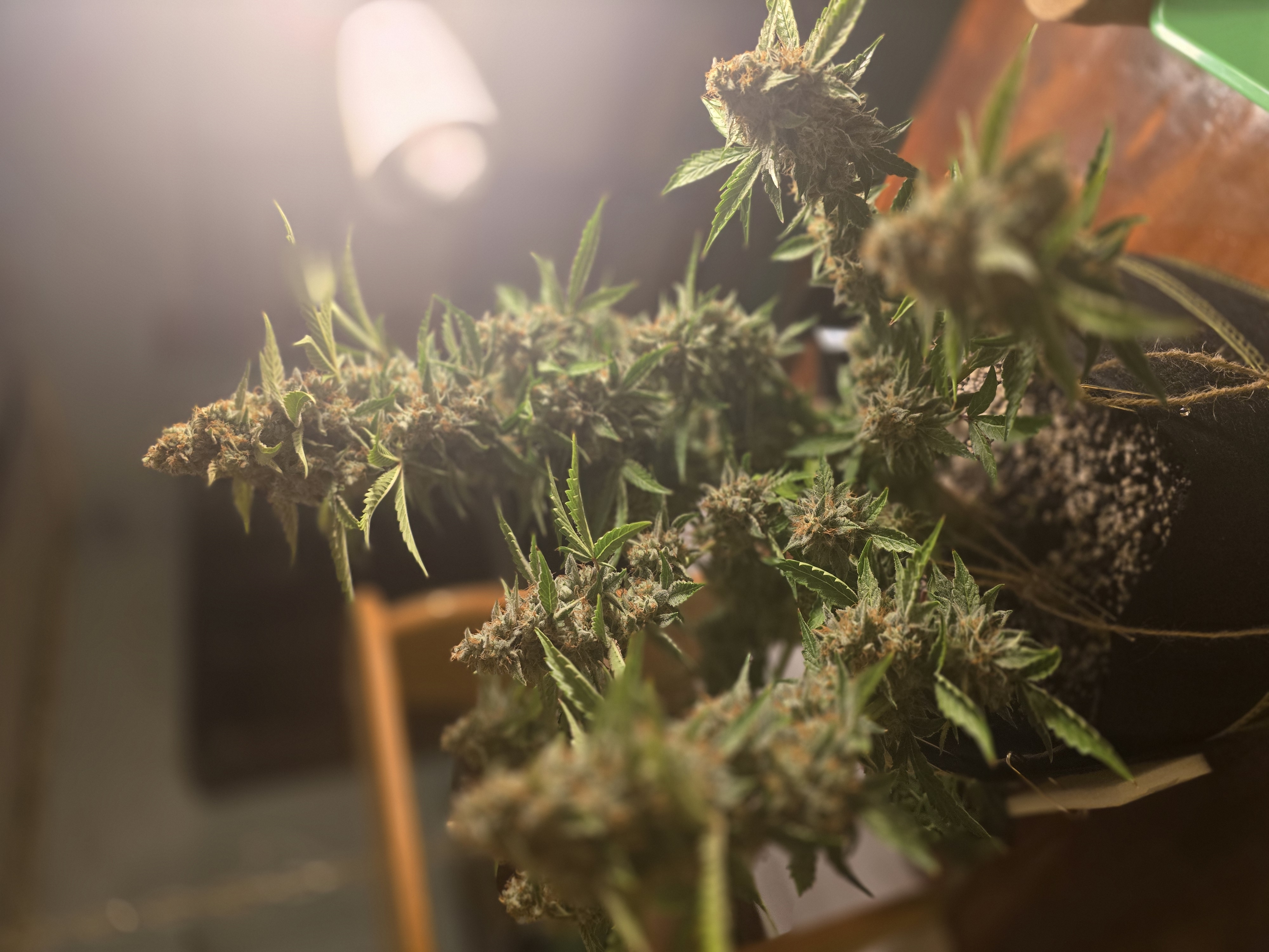 First Autoflower Indoor — auto, day 13