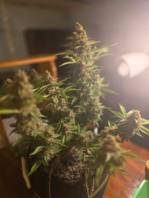 First Autoflower Indoor — auto, day 13