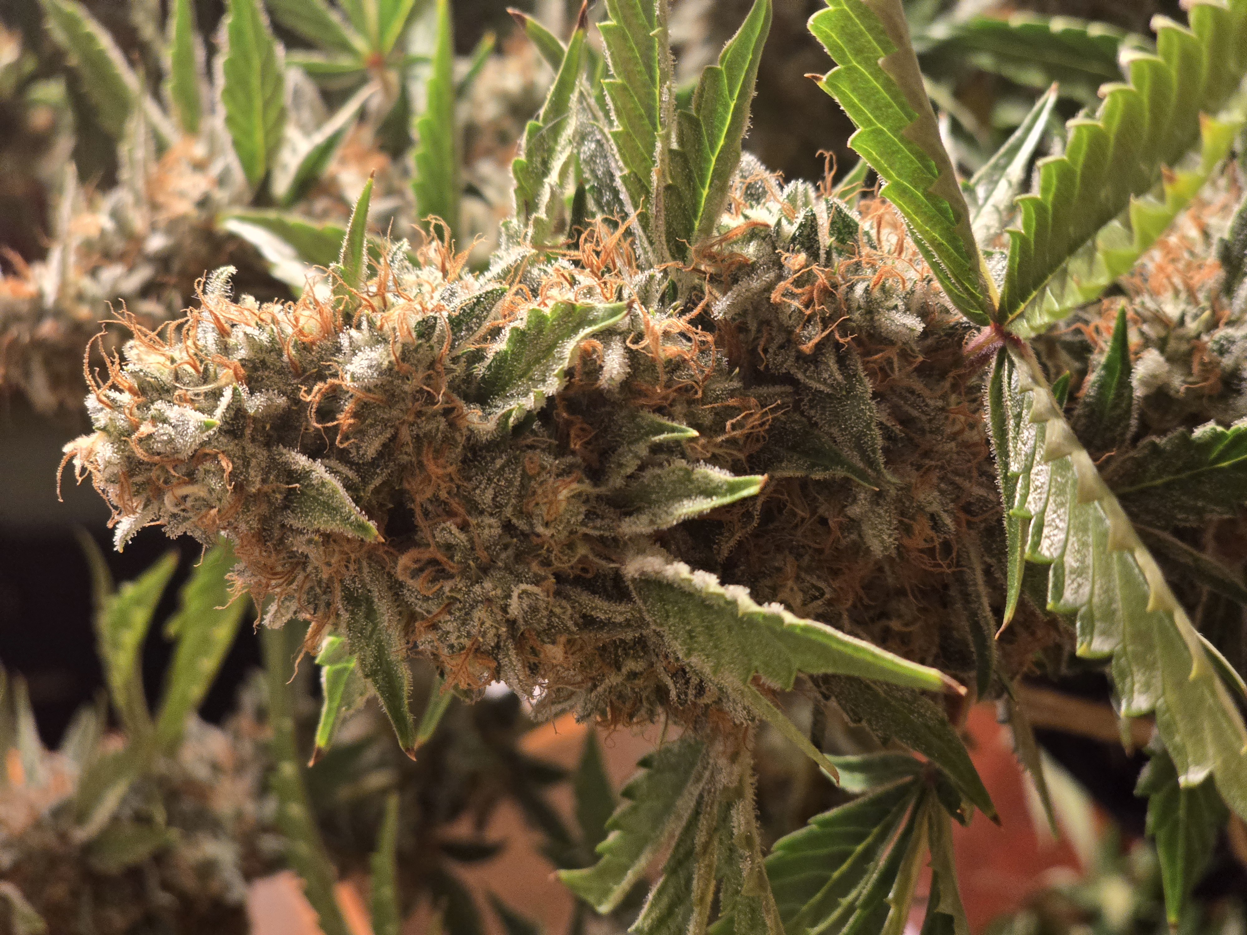 First Autoflower Indoor — auto, day 13