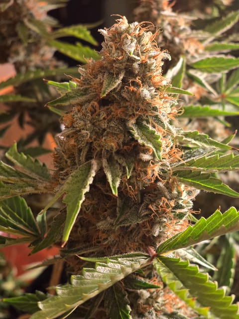 First Autoflower Indoor — auto, day 13