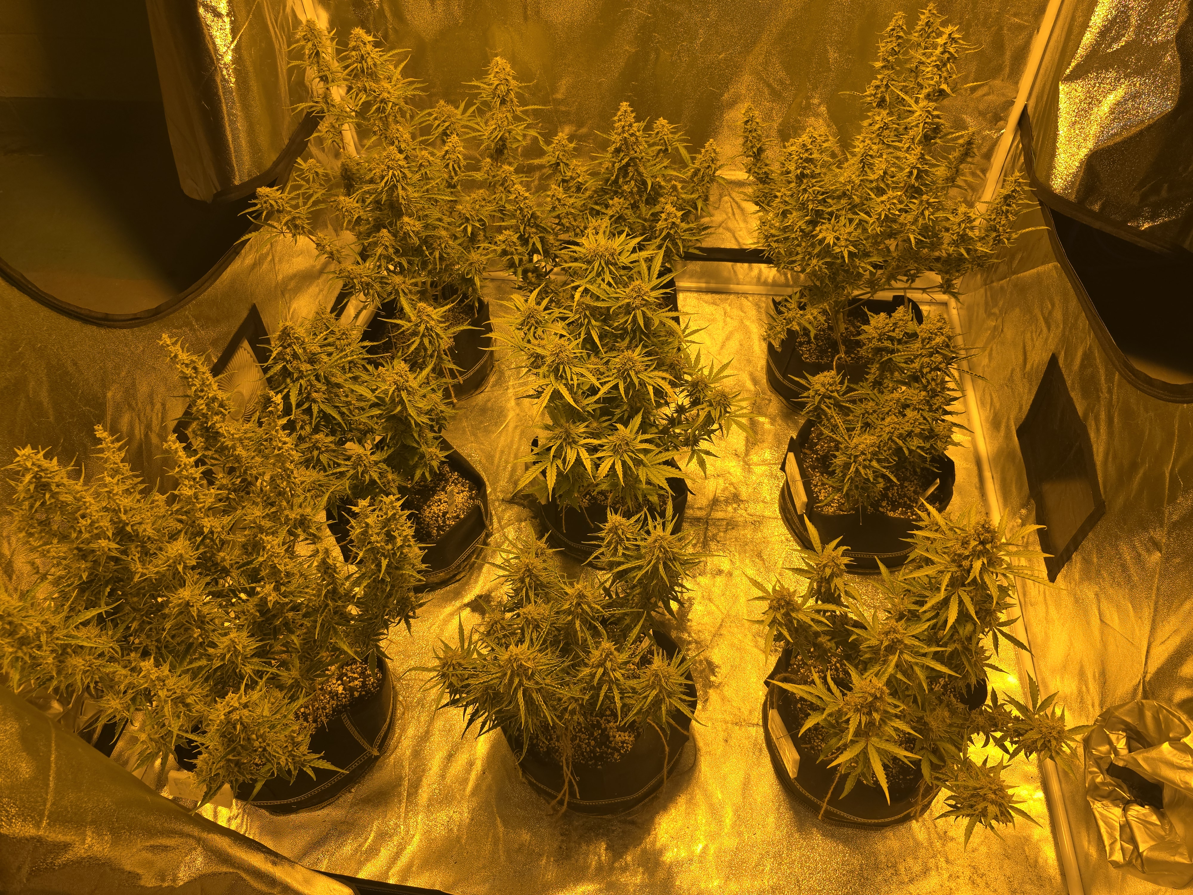 First Autoflower Indoor — auto, day 14