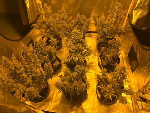 First Autoflower Indoor — auto, day 14