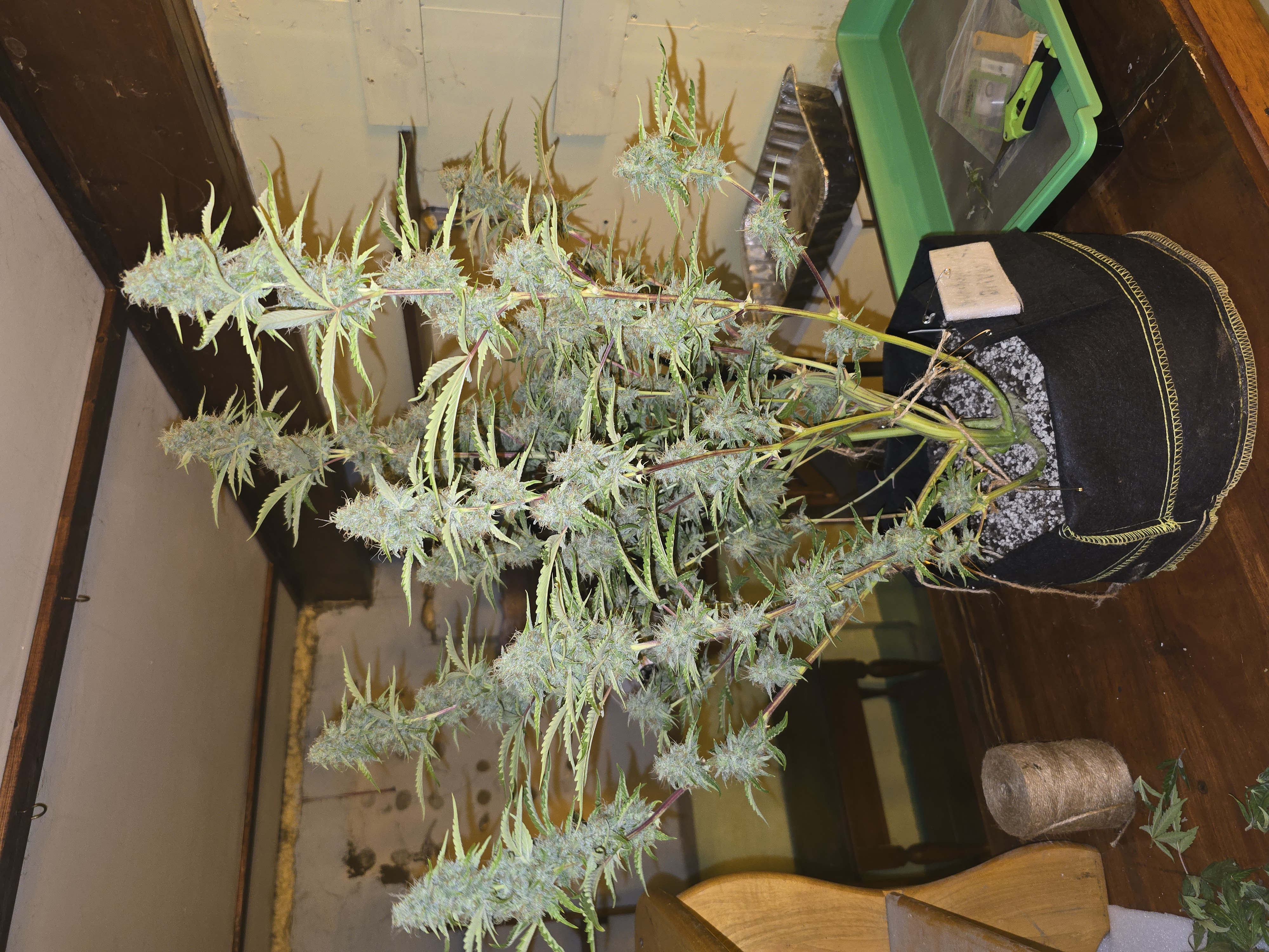 First Autoflower Indoor — auto, day 14