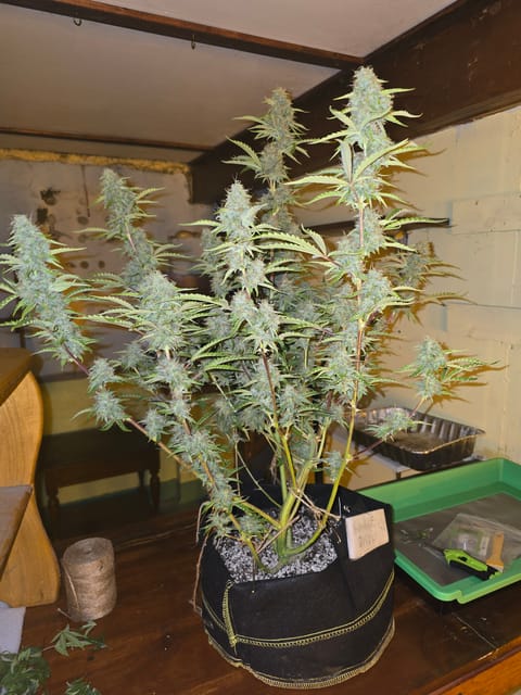 First Autoflower Indoor — auto, day 14