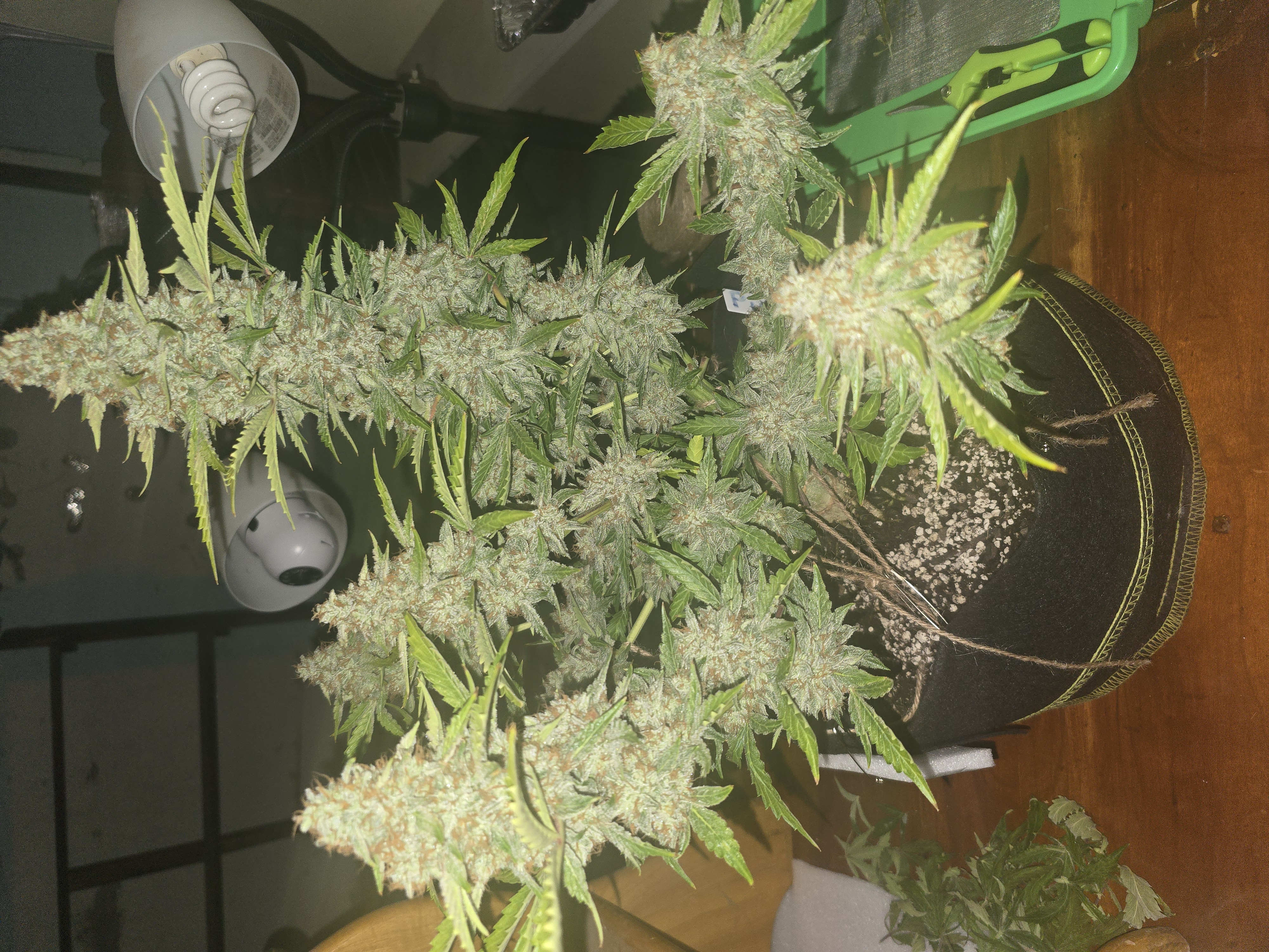 First Autoflower Indoor — auto, day 14