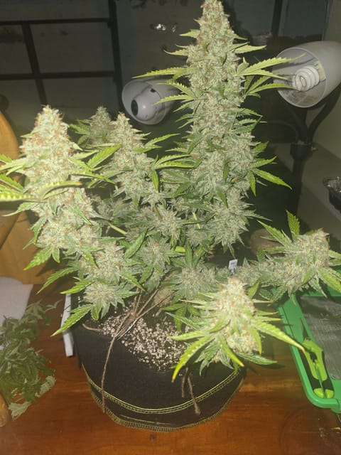 First Autoflower Indoor — auto, day 14