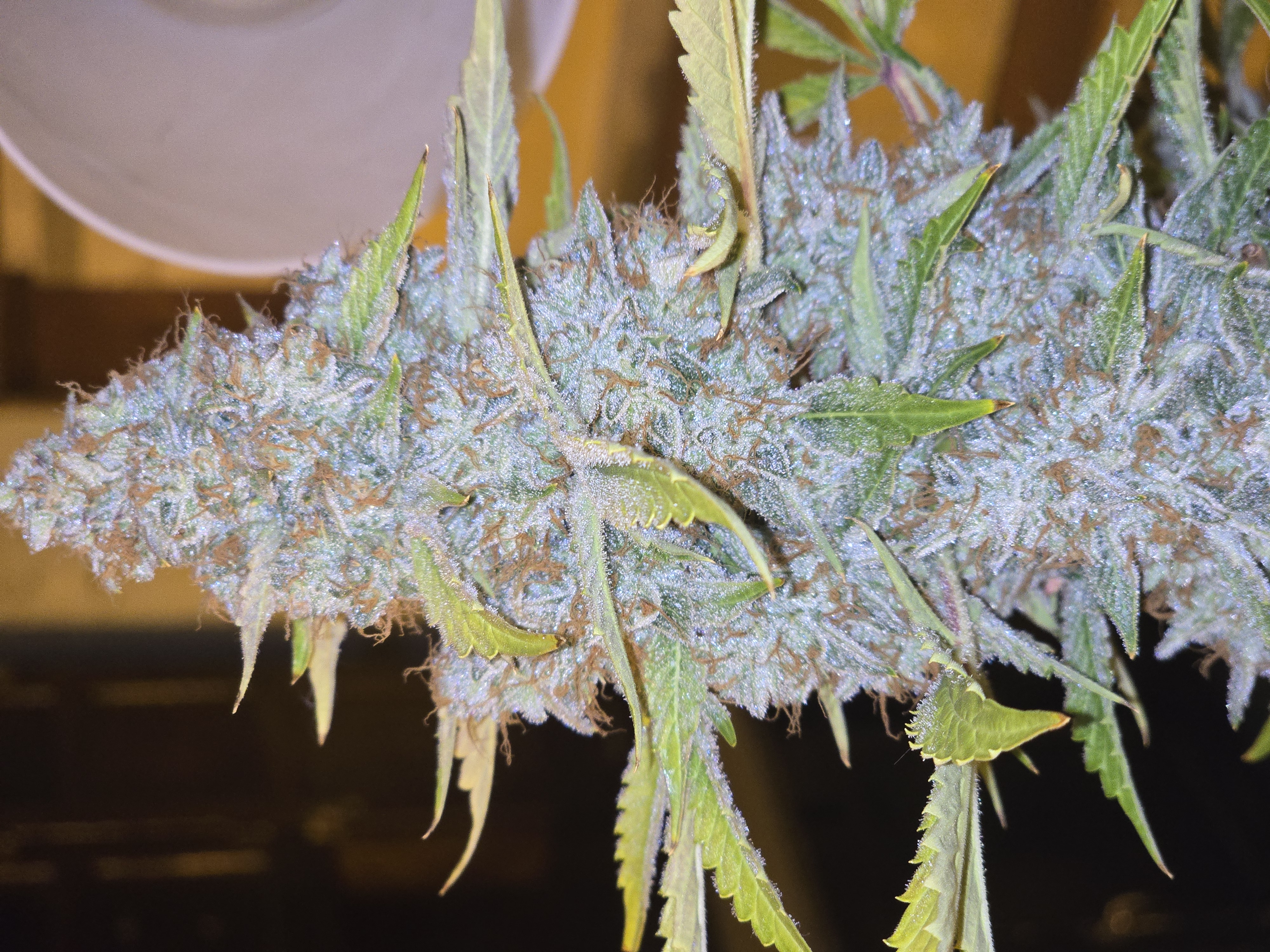 First Autoflower Indoor — auto, day 15