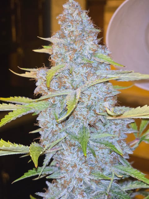 First Autoflower Indoor — auto, day 15