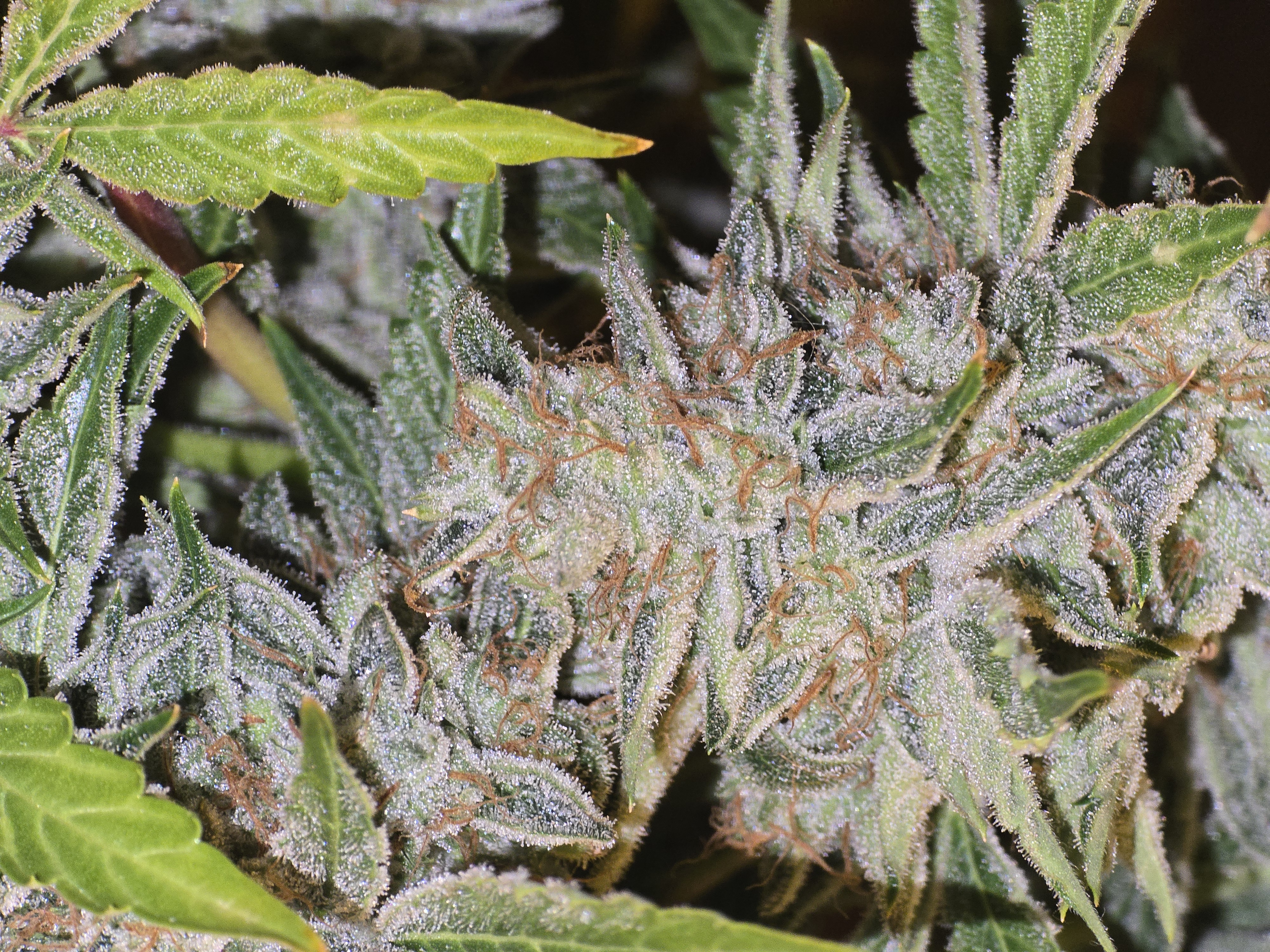 First Autoflower Indoor — auto, day 15