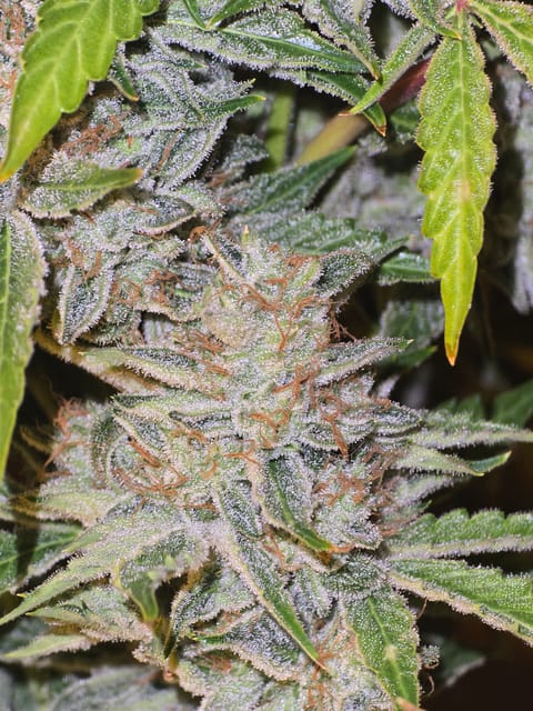 First Autoflower Indoor — auto, day 15