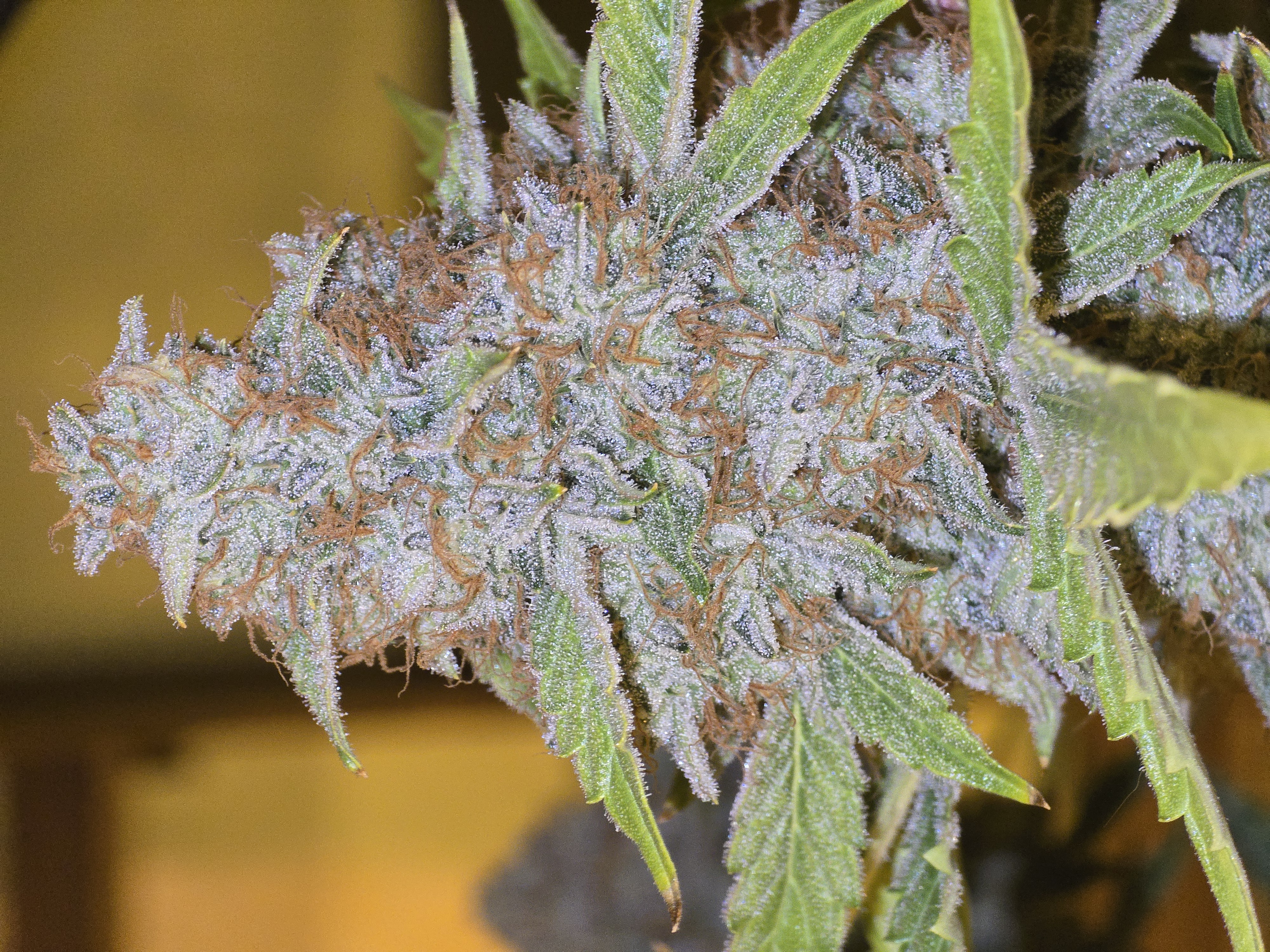 First Autoflower Indoor — auto, day 15