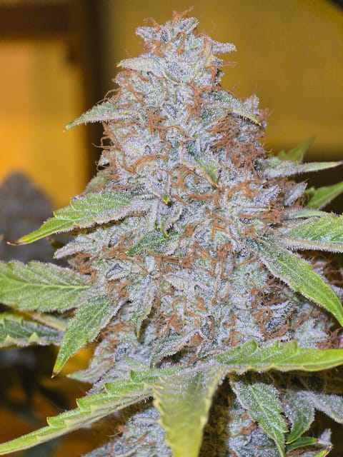 First Autoflower Indoor — auto, day 15