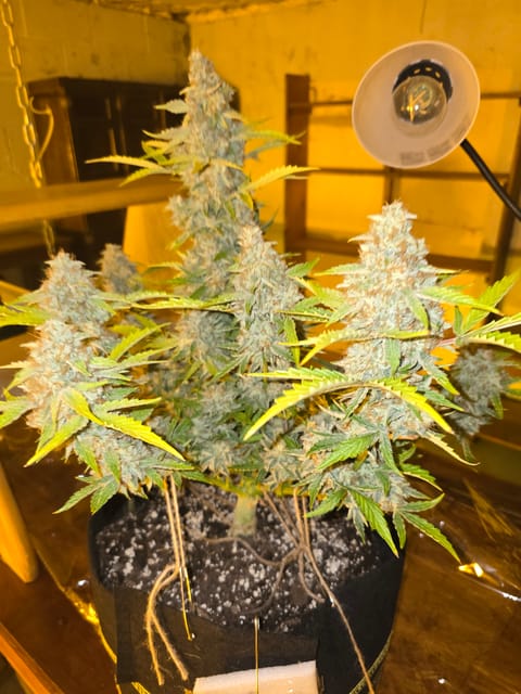 First Autoflower Indoor — auto, day 16