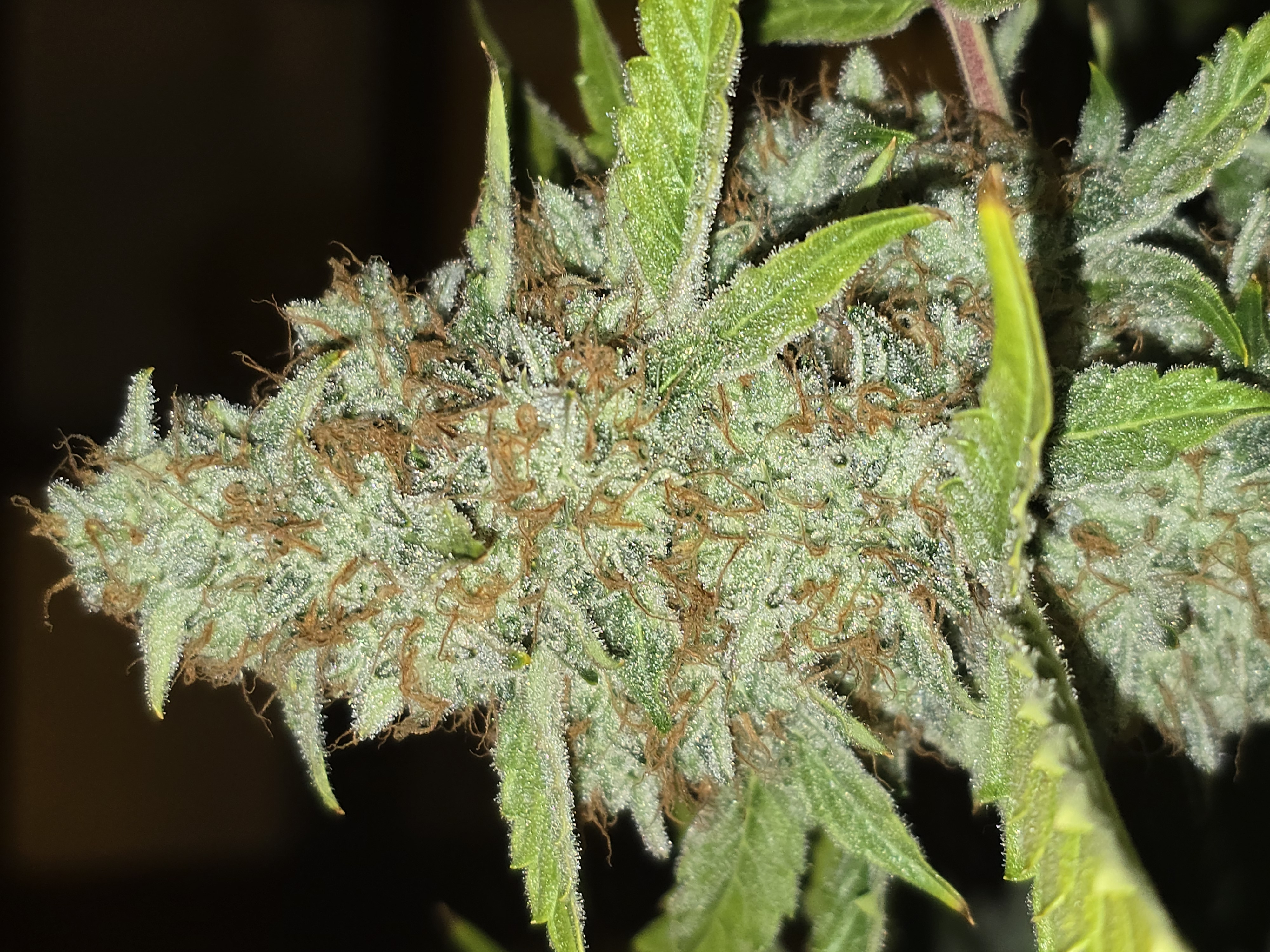 First Autoflower Indoor — auto, day 16