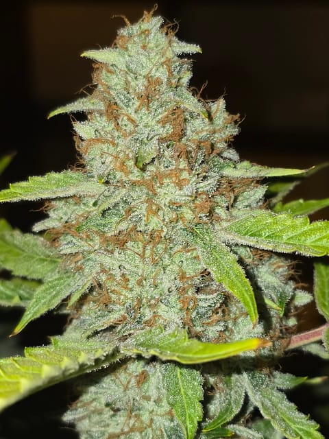 First Autoflower Indoor — auto, day 16