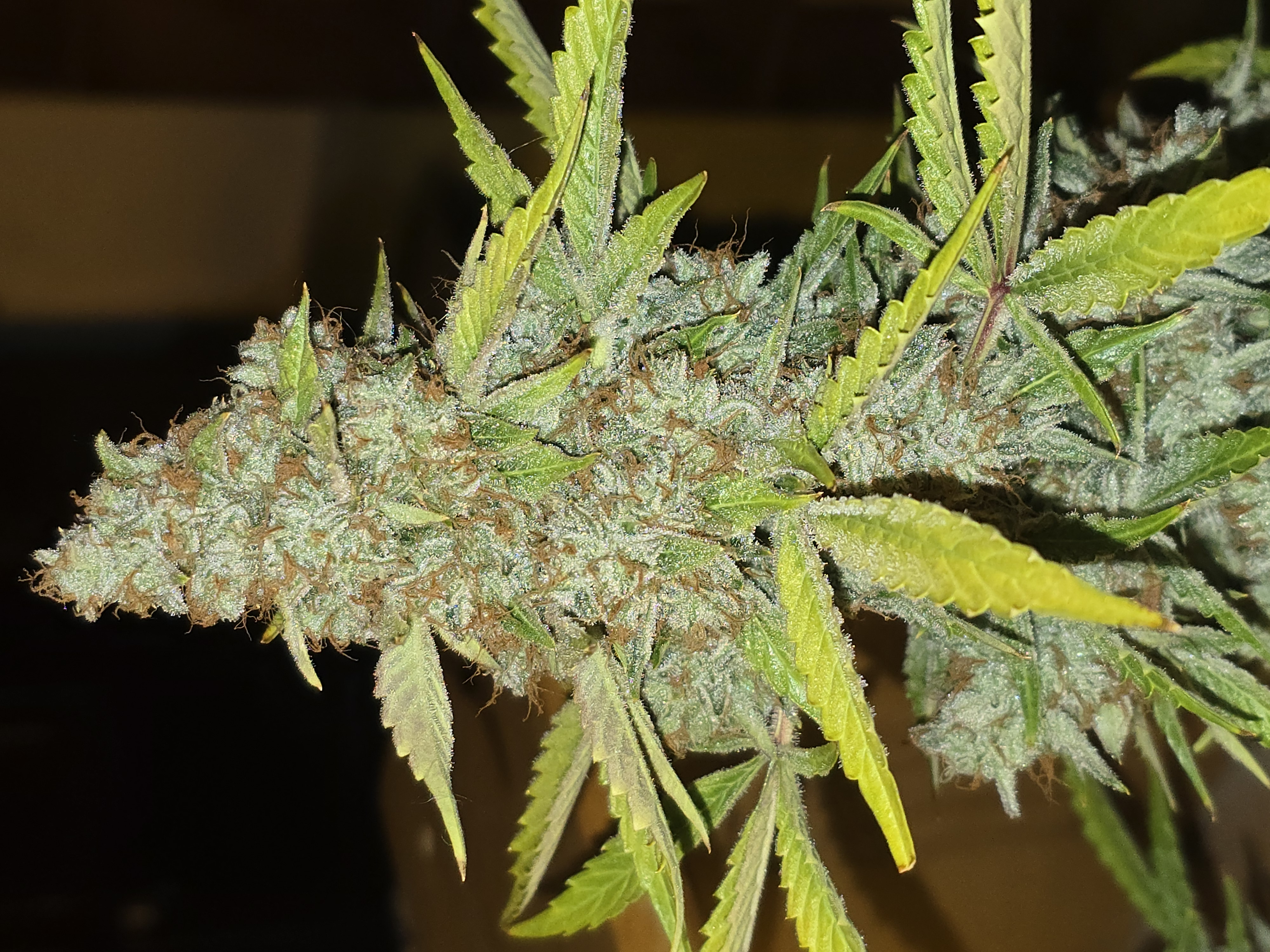 First Autoflower Indoor — auto, day 16