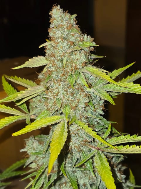 First Autoflower Indoor — auto, day 16