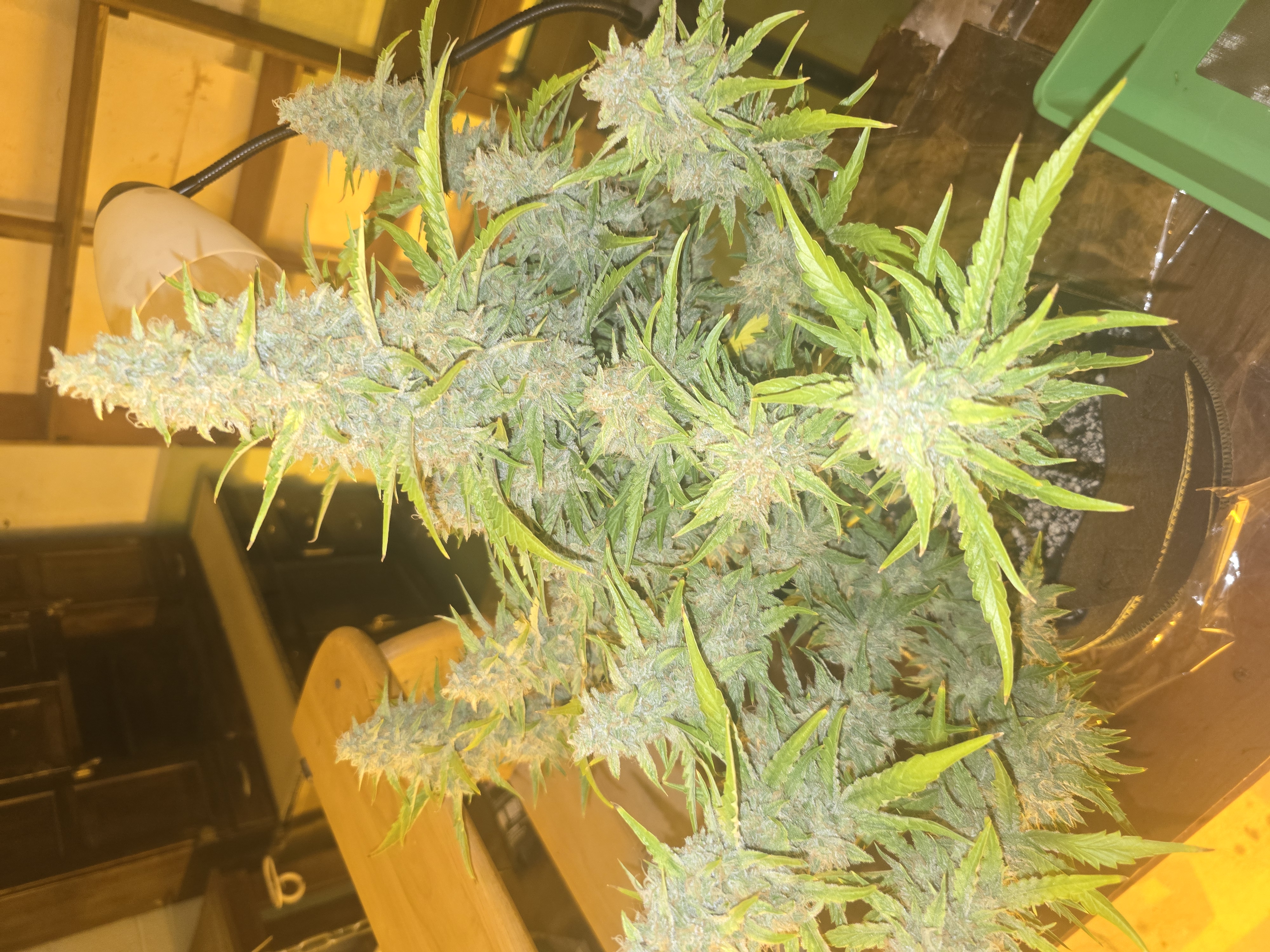 First Autoflower Indoor — auto, day 17