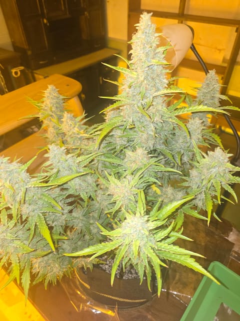First Autoflower Indoor — auto, day 17