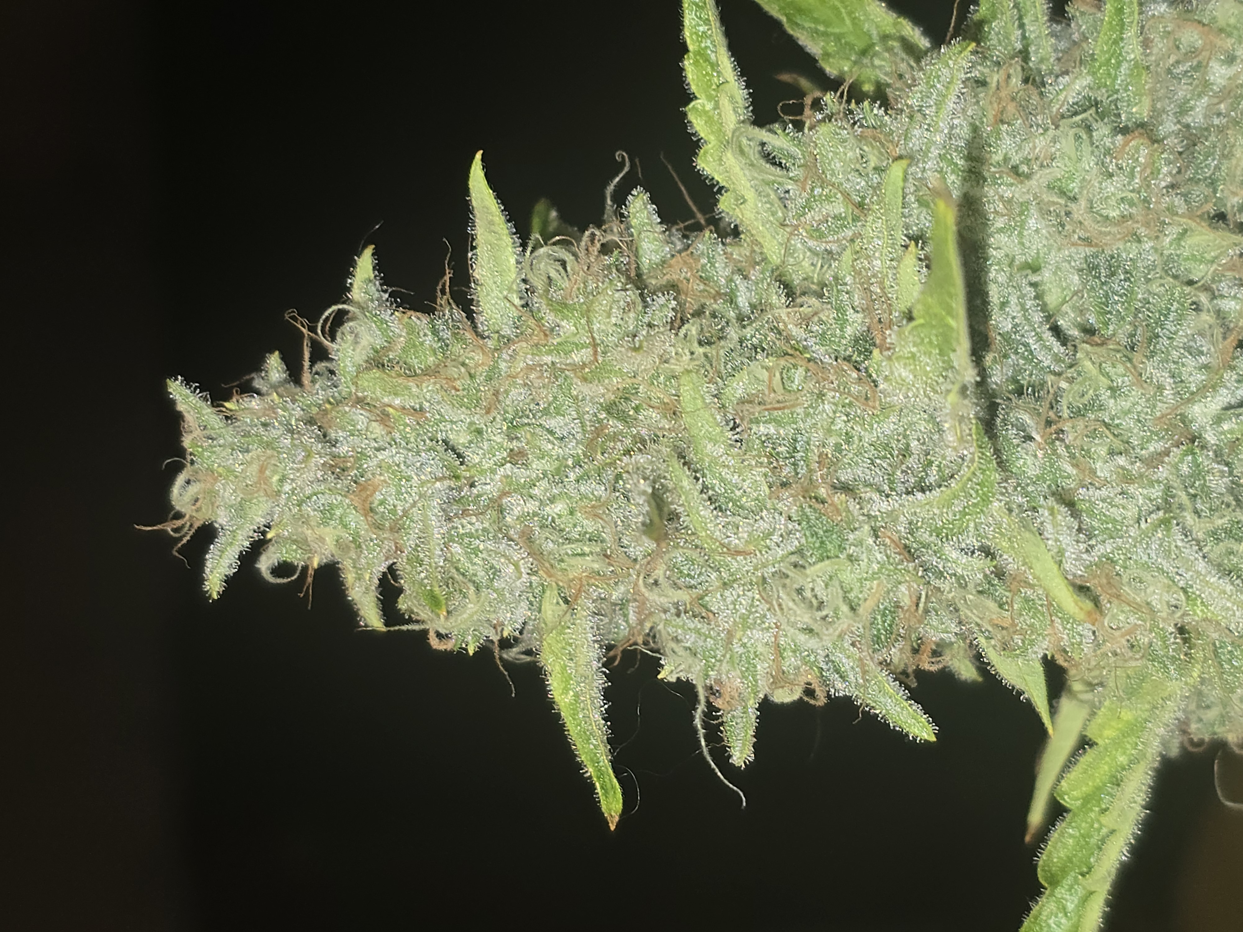 First Autoflower Indoor — auto, day 17