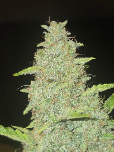 First Autoflower Indoor — auto, day 17