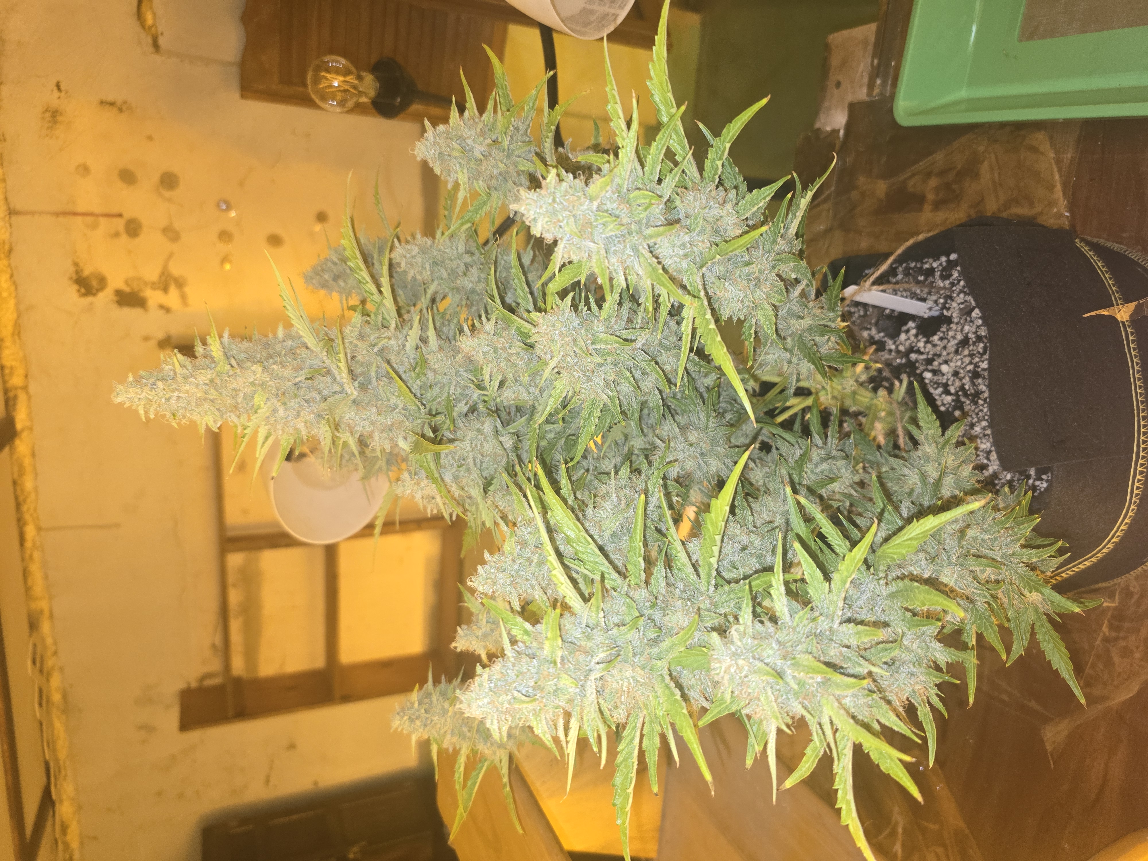 First Autoflower Indoor — auto, day 17