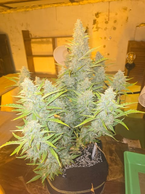 First Autoflower Indoor — auto, day 17