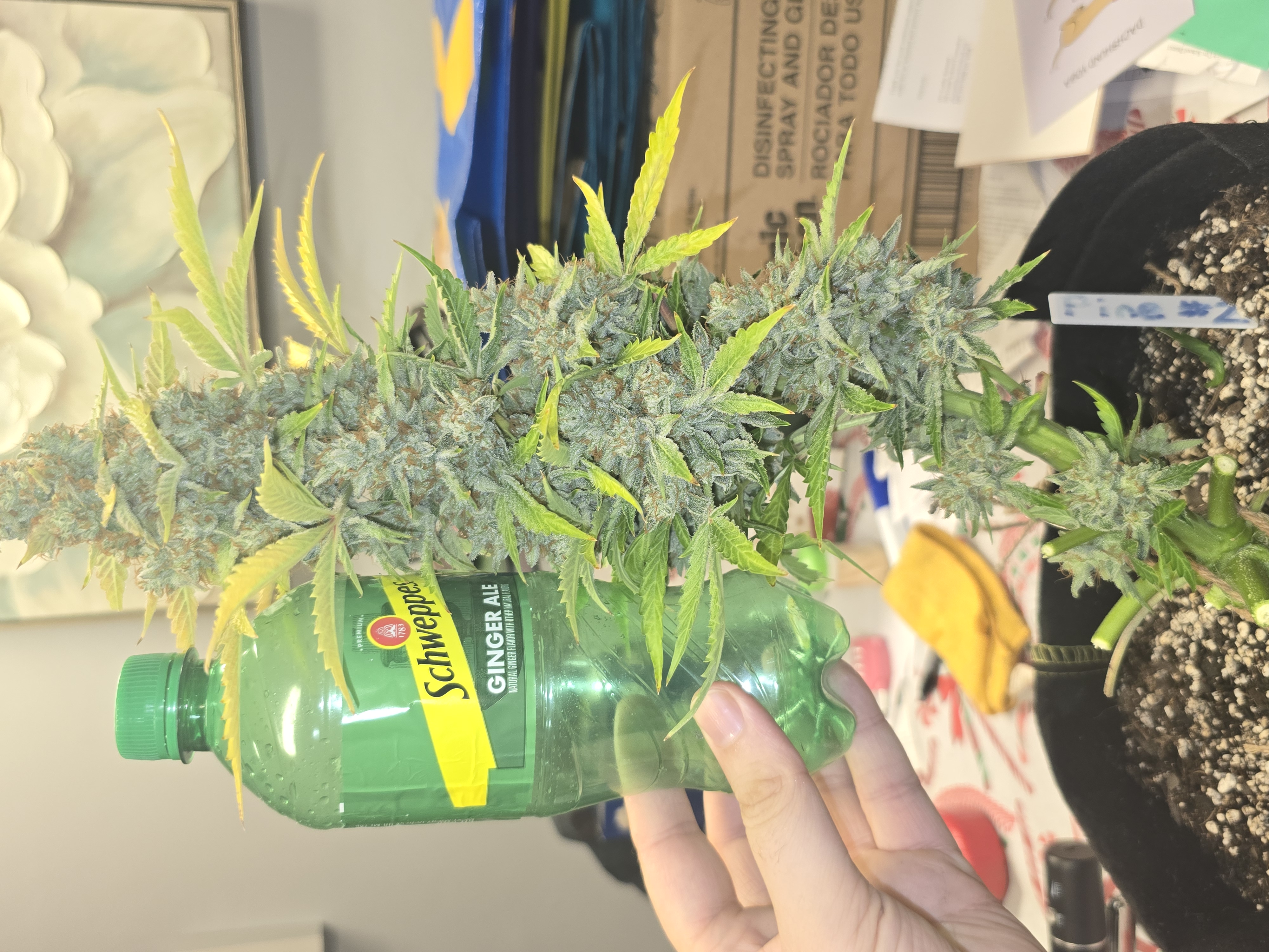 First Autoflower Indoor — harvest, day 18