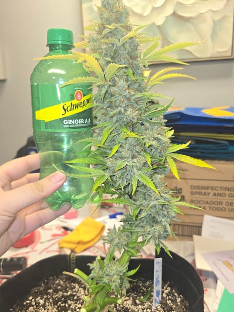 First Autoflower Indoor — harvest, day 18