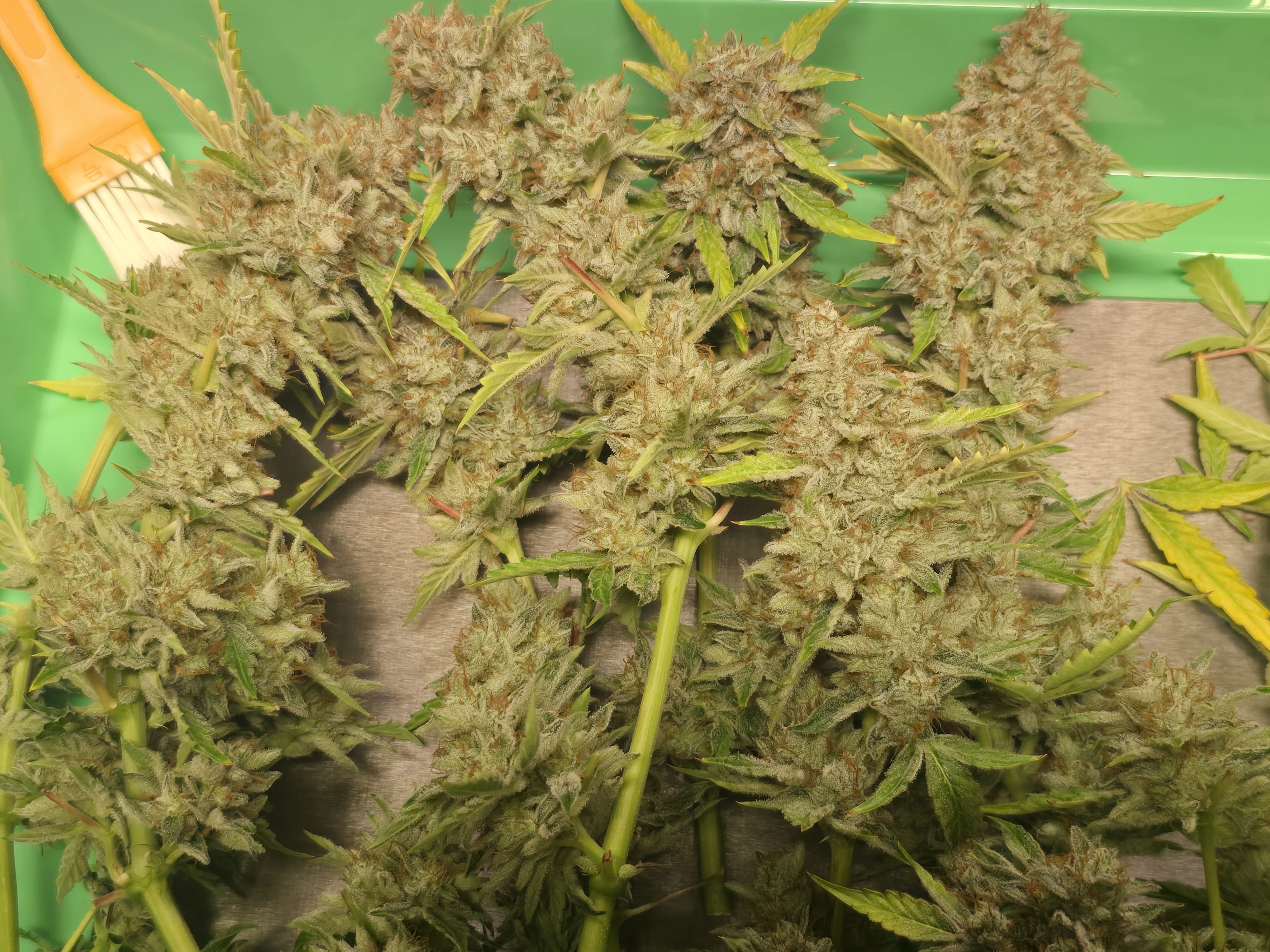 First Autoflower Indoor — harvest, day 18