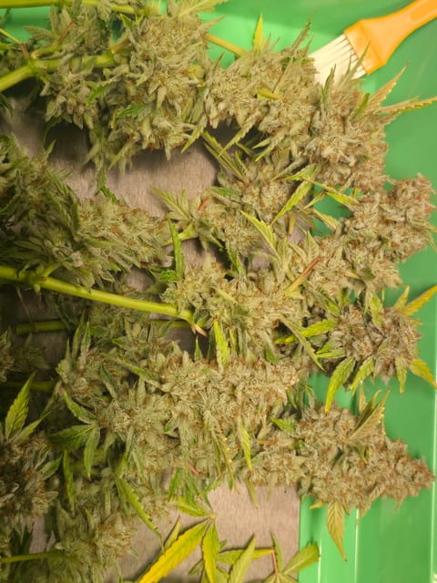 First Autoflower Indoor — harvest, day 18