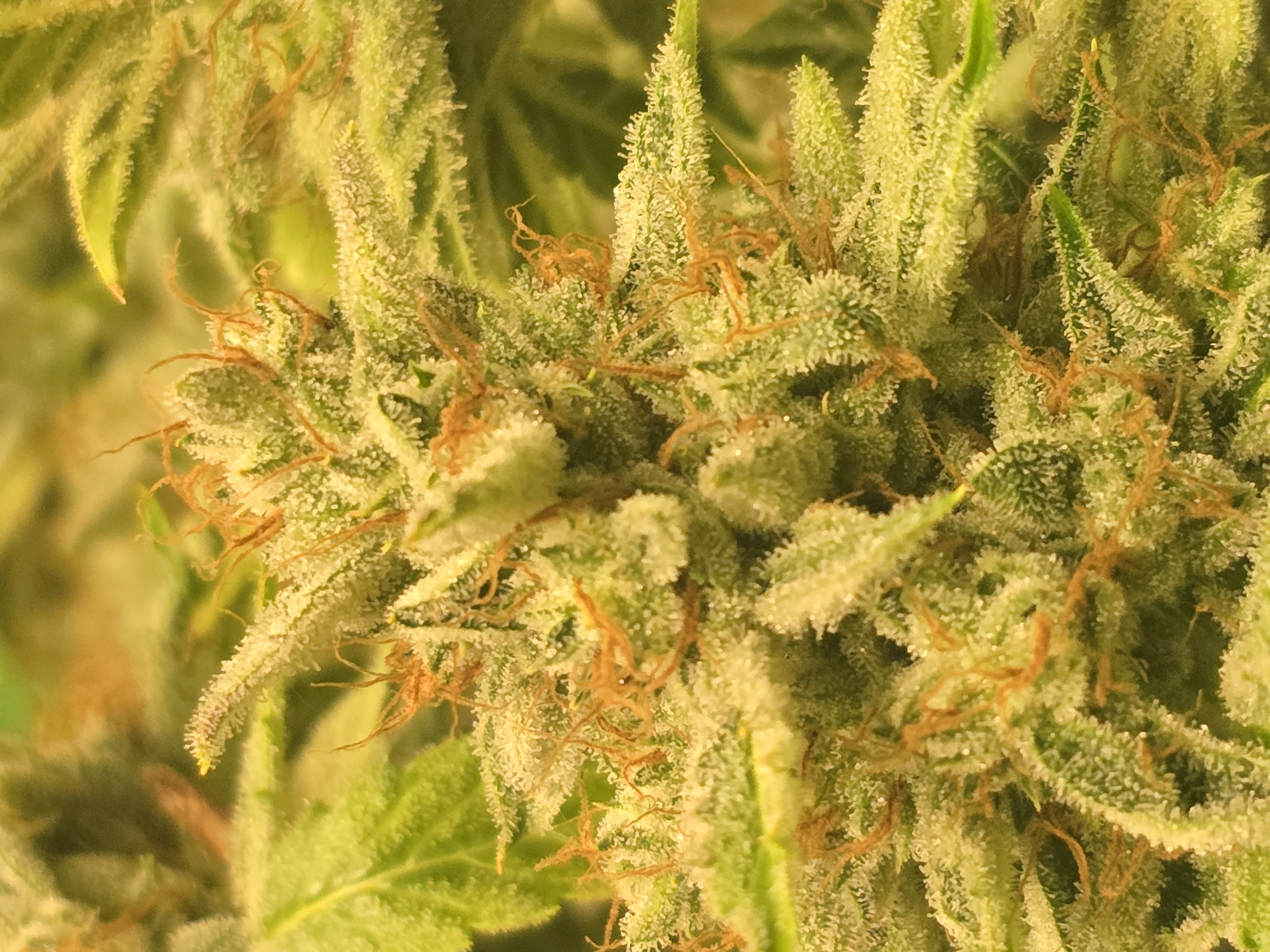 First Autoflower Indoor — harvest, day 18