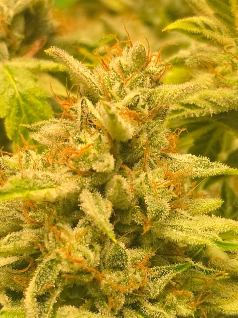 First Autoflower Indoor — harvest, day 18