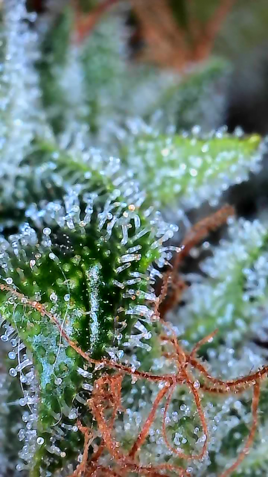 First Autoflower Indoor — harvest, day 19