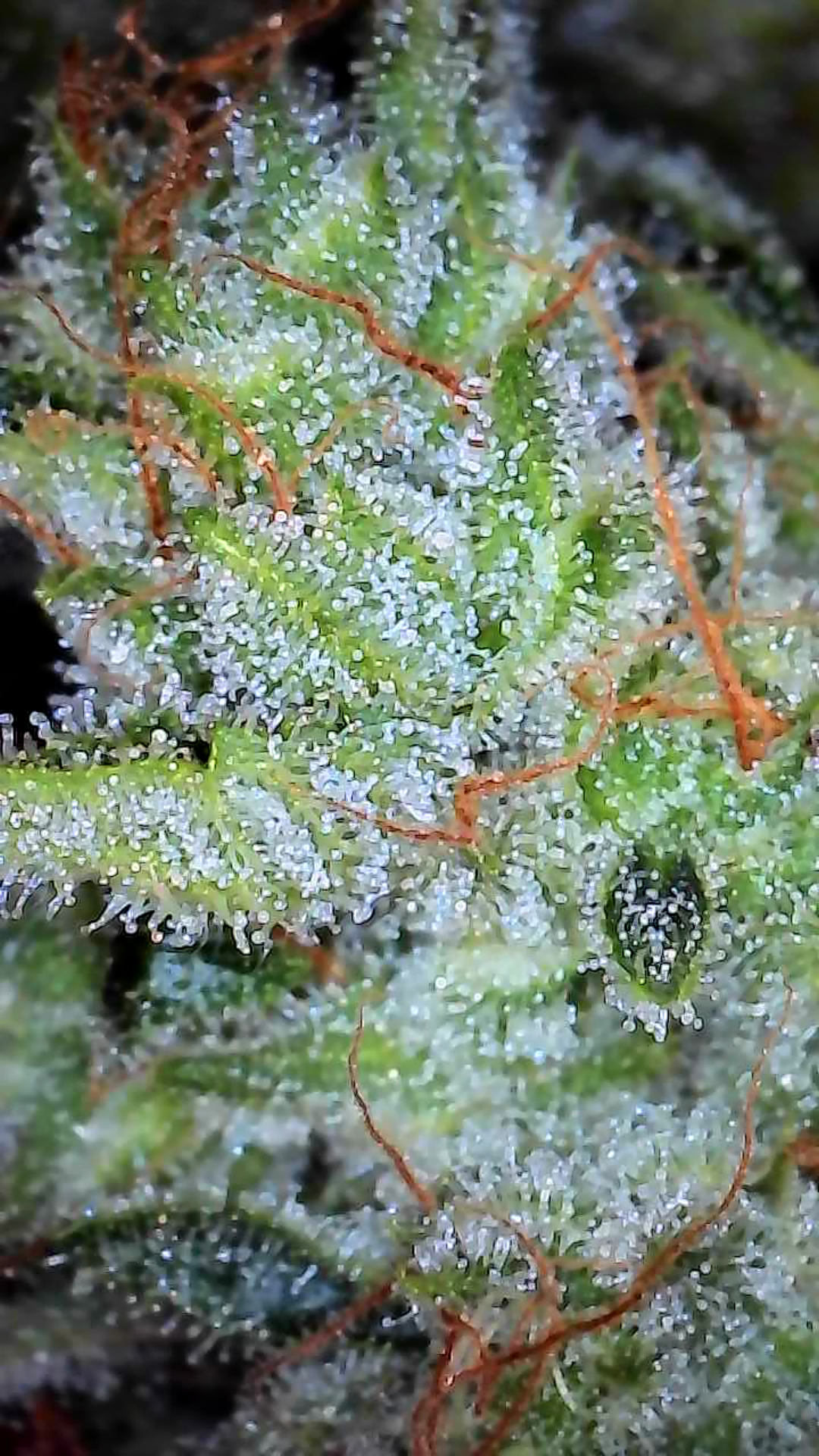 First Autoflower Indoor — harvest, day 19