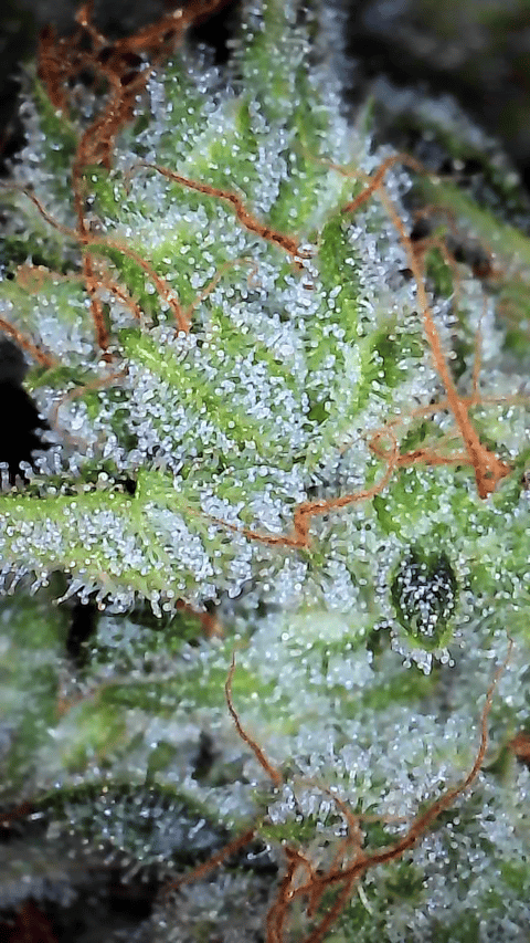 First Autoflower Indoor — harvest, day 19