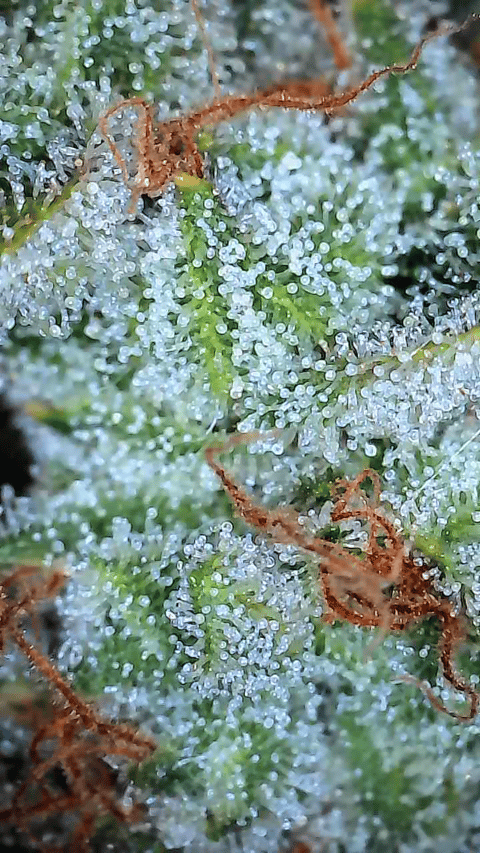 First Autoflower Indoor — harvest, day 19