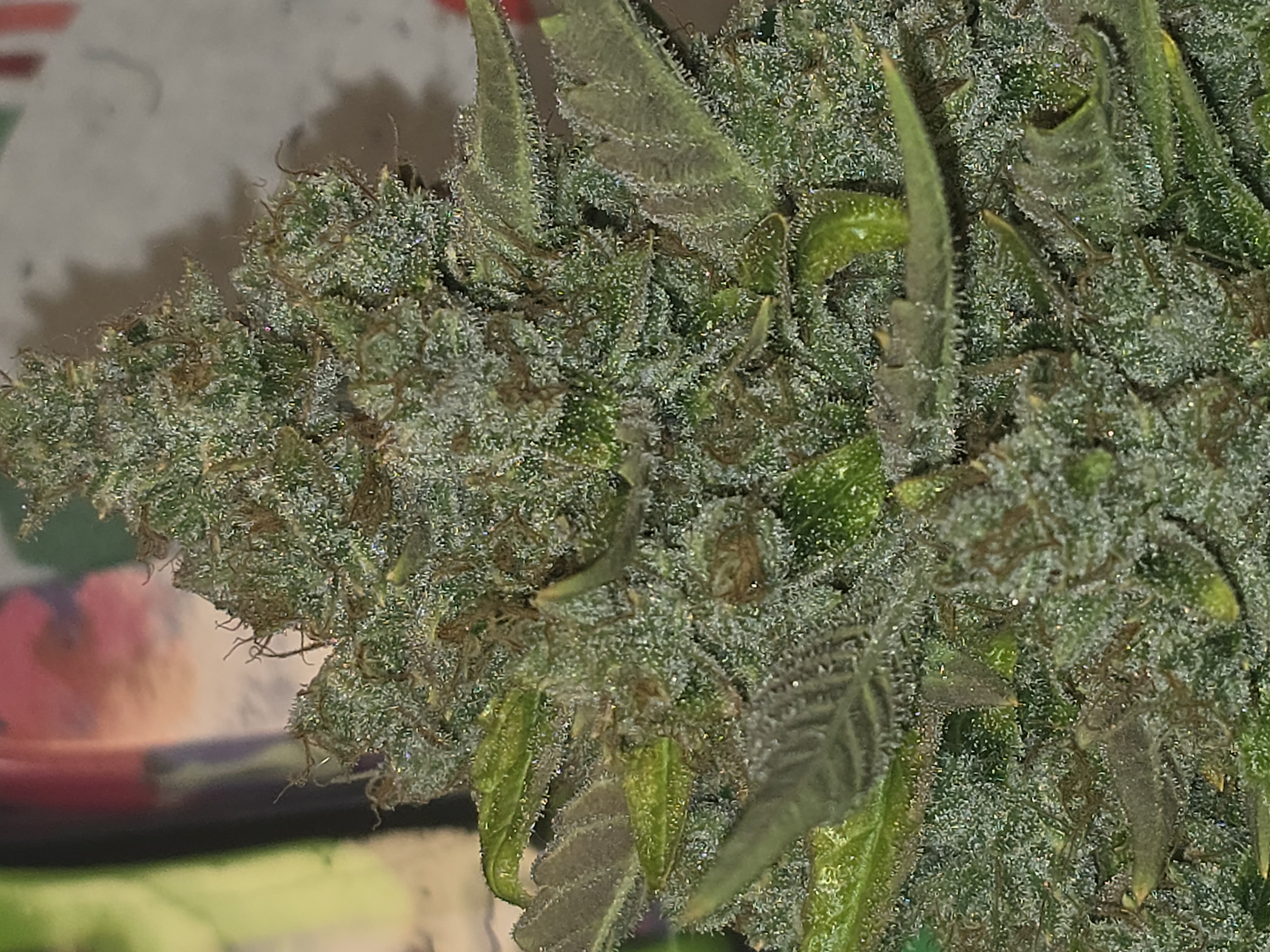 First Autoflower Indoor — harvest, day 20