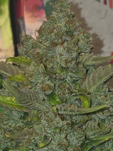 First Autoflower Indoor — harvest, day 20