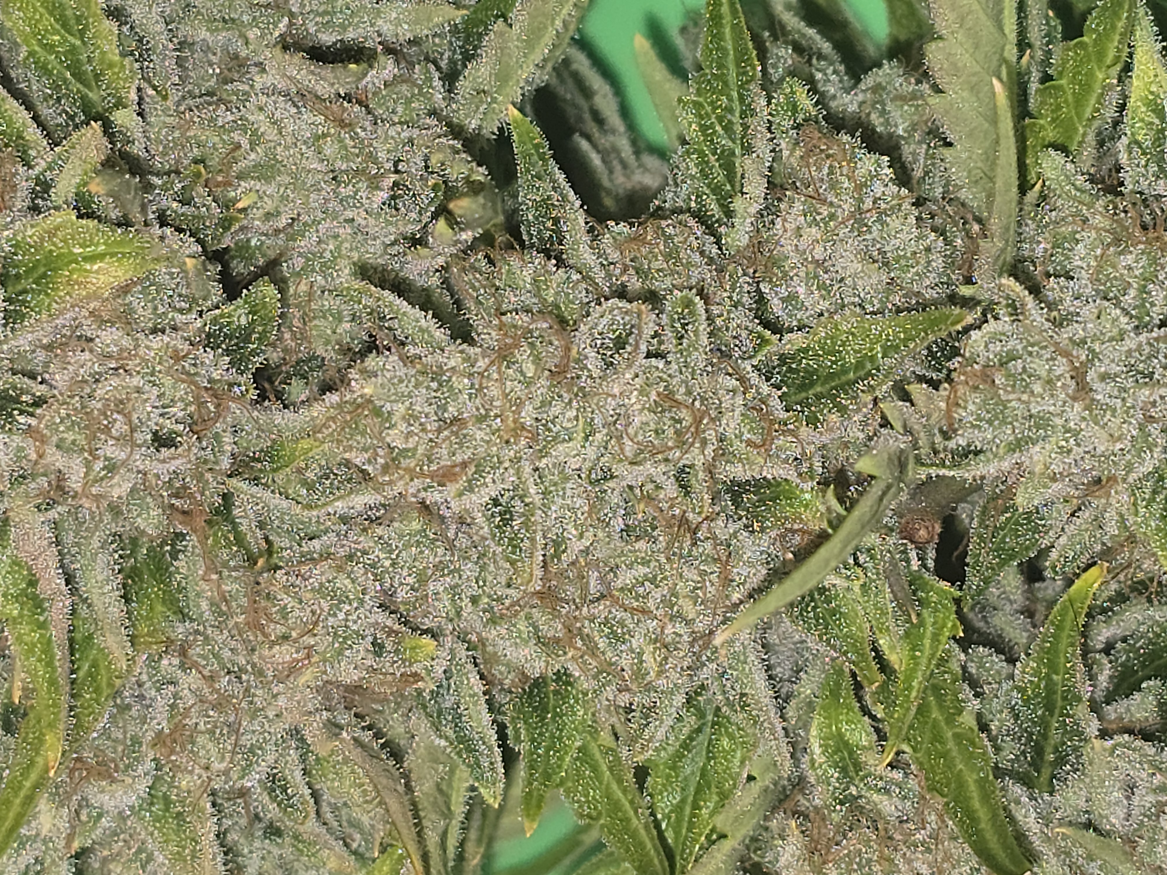 First Autoflower Indoor — harvest, day 20