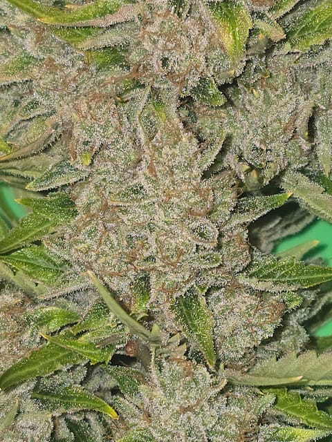 First Autoflower Indoor — harvest, day 20
